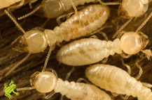 Termite Inspection and Treatment