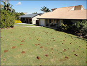 Ant mounds on the lawn caused by Funnel ants