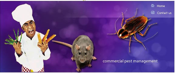 Commercial Pest Control Lismore Ballina Byron Bay Mullumbimby