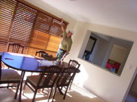 Home Pest Inspection