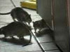 Rat infestation Rats around the fridge