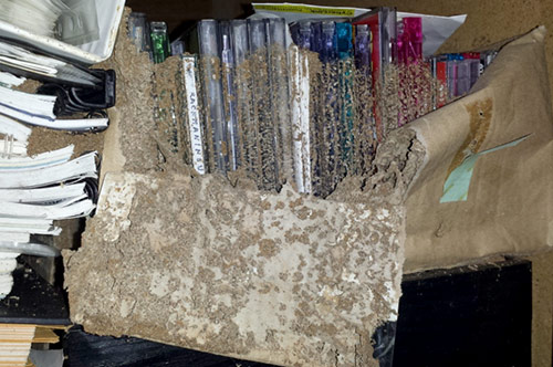 Pest Inspection and Termite Inspections Byron Bay Mullumbimby Ocean 