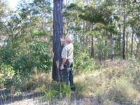 Termite Inspection on wooded property