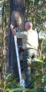 Termite Inspection Termite nest located